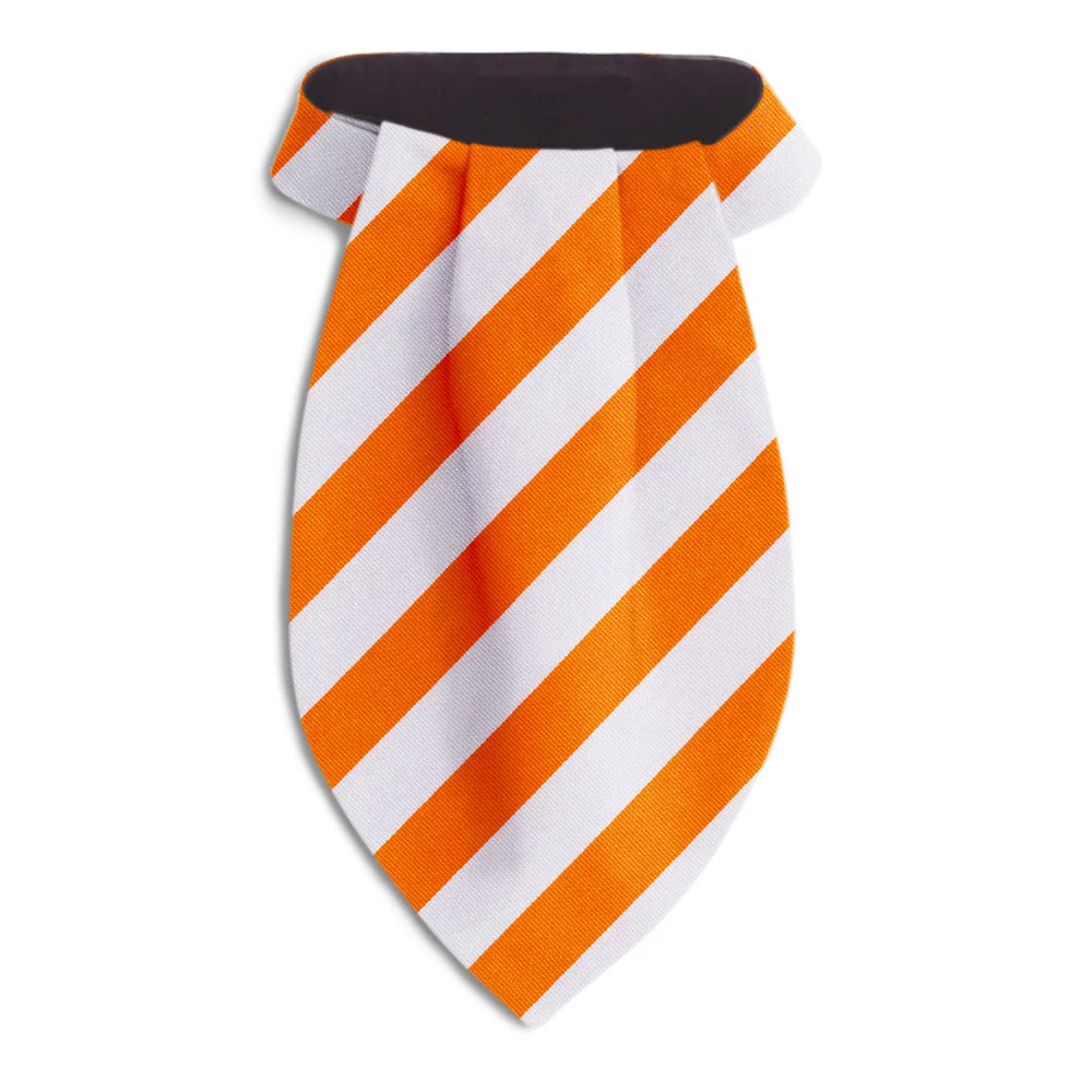 Academy Orange and White - Ascots