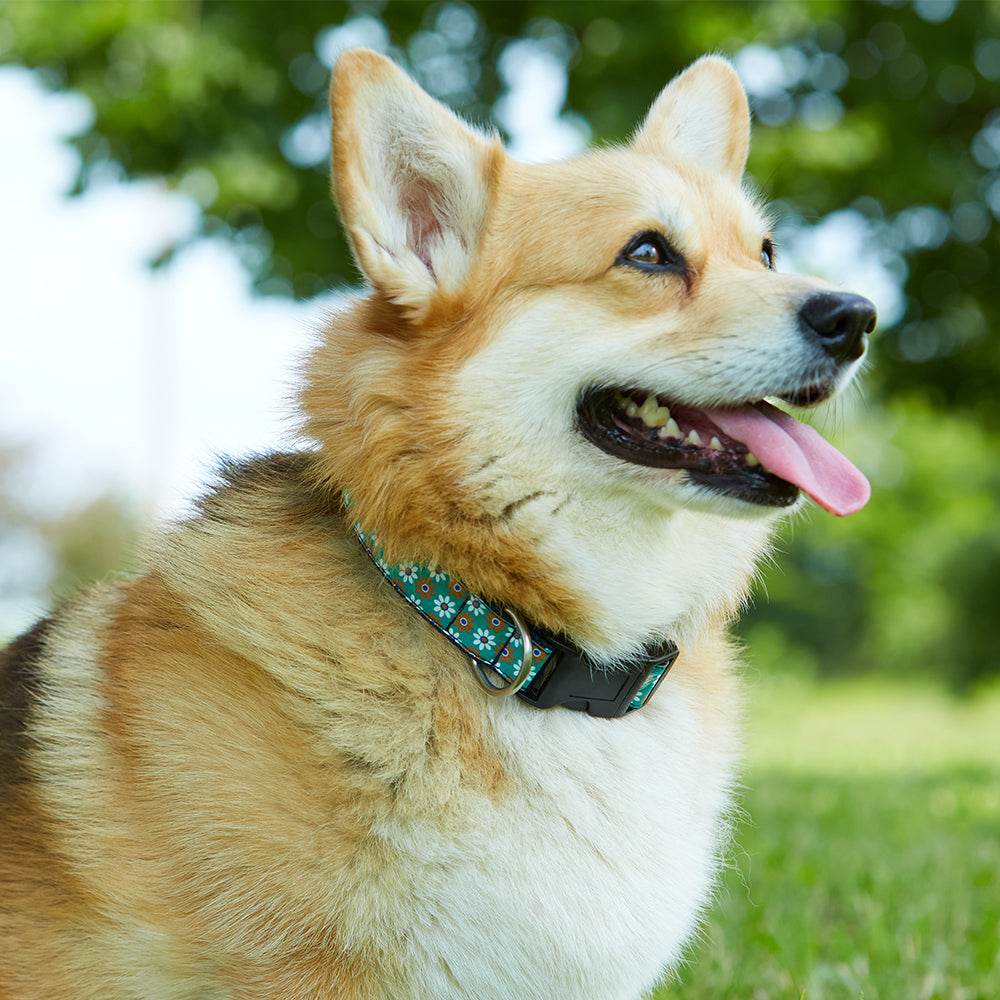 Academy Pink/Navy - Dog Collar - Image 2