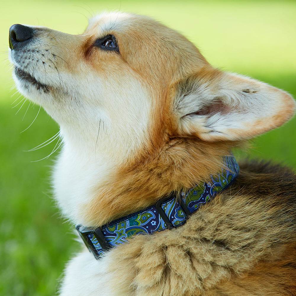 Academy Pink/Navy - Dog Collar - Image 3