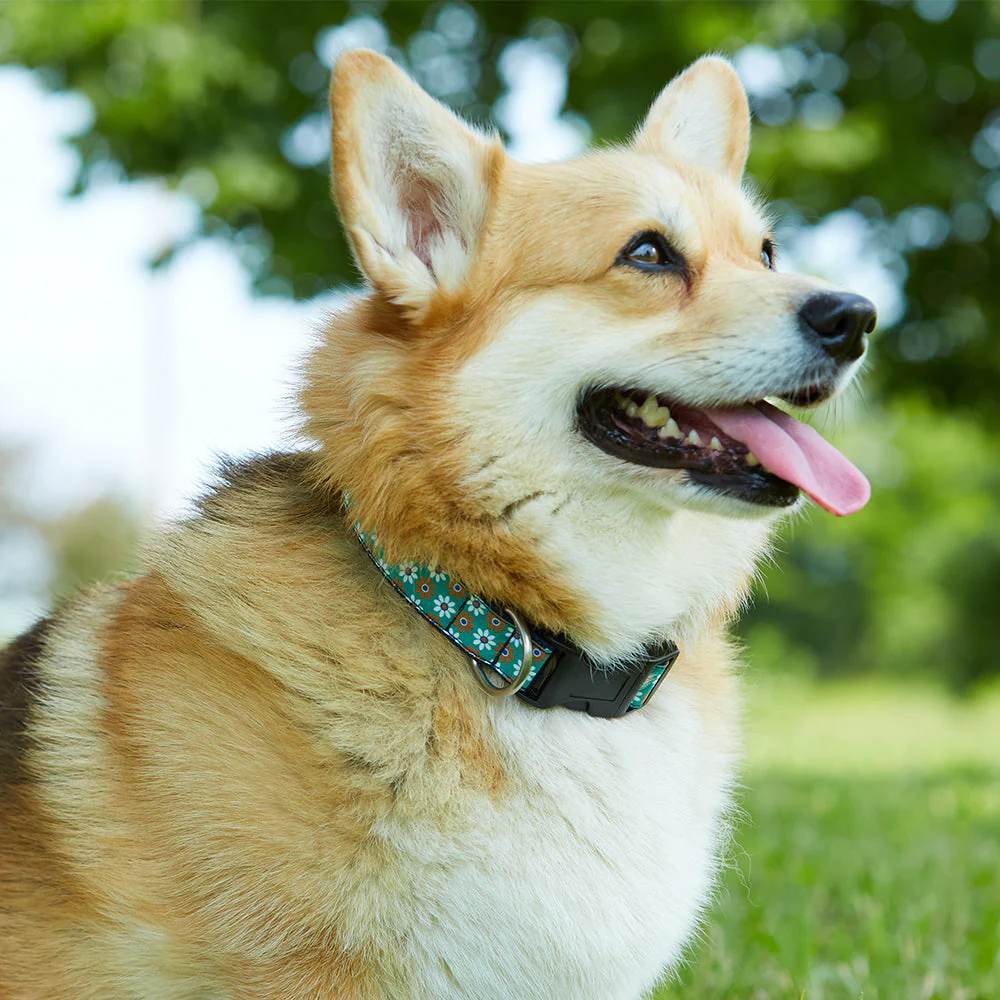 Coppersea Sloop - Dog Collar - Image 2