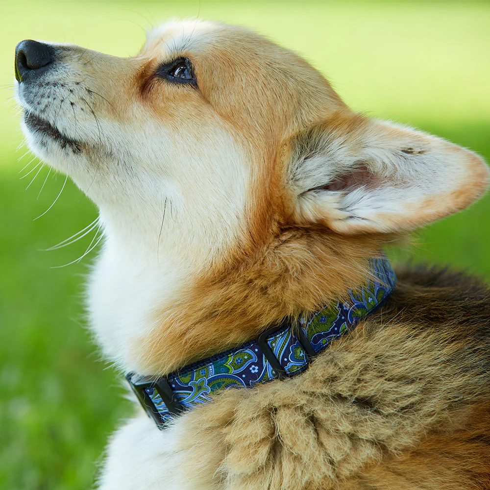 Fall Mountain - Dog Collar - Image 3