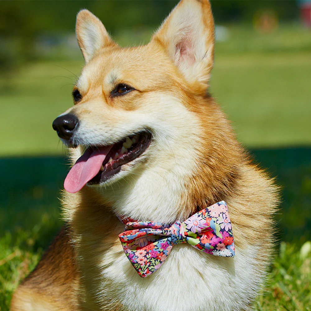 Somerville Pink - Dog Bow Ties - Image 2